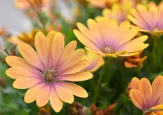 The Passion from the Osteospermum Gelato series. The series is well known but has now been extended with the Passion. It is a very uniform plant with a wide variety of colours and flowers the whole summer.